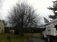 Apple tree before pruning to promote fruit production.